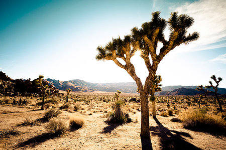 simsearch:614-09277146,k - Hidden Valley, Joshua Tree National Park, California, USA Photographie de stock - Premium Libres de Droits, Code: 614-09277138