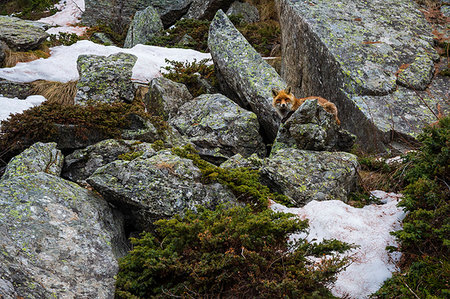 simsearch:614-09277084,k - Red fox (Vulpes vulpes), Gran Paradiso National Park, Aosta Valley, Italy Foto de stock - Sin royalties Premium, Código: 614-09277256