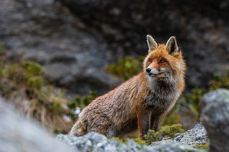 simsearch:614-09277084,k - Red fox (Vulpes vulpes), Gran Paradiso National Park, Aosta Valley, Italy Foto de stock - Sin royalties Premium, Código: 614-09277259