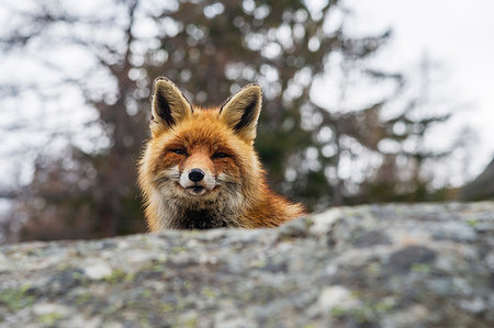 simsearch:614-09277084,k - Red fox (Vulpes vulpes), Gran Paradiso National Park, Aosta Valley, Italy Foto de stock - Sin royalties Premium, Código: 614-09277251