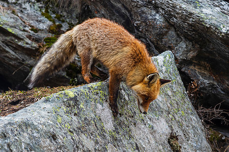 simsearch:614-09078891,k - Red fox (Vulpes vulpes), Gran Paradiso National Park, Aosta Valley, Italy Photographie de stock - Premium Libres de Droits, Code: 614-09277253