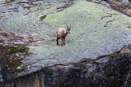 simsearch:614-09078891,k - Alpine ibex (Capra ibex), Gran Paradiso National Park, Aosta Valley, Italy Photographie de stock - Premium Libres de Droits, Code: 614-09277265