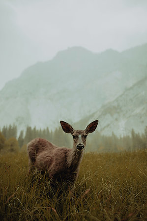 Deer in nature reserve, Yosemite National Park, California, United States Foto de stock - Sin royalties Premium, Código: 614-09270364