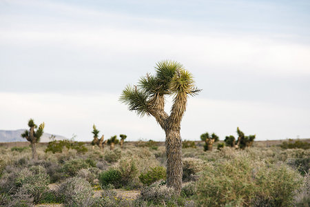 Joshua tree in desert landscape, Olancha, California, US Stock Photo - Premium Royalty-Free, Code: 614-09270515