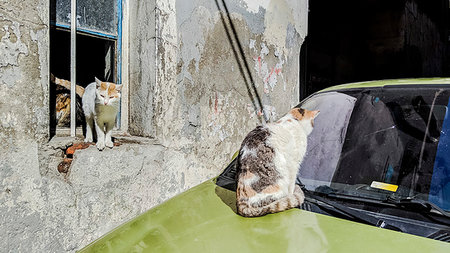 simsearch:614-09253850,k - Cat looking at windscreen, other cats at window of house, Istanbul, Turkey Foto de stock - Sin royalties Premium, Código: 614-09270574