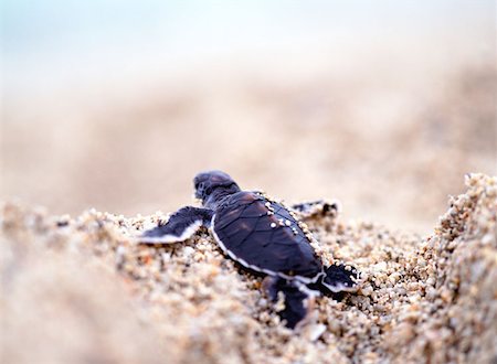 Back of a small turtle on sand Foto de stock - Sin royalties Premium, Código: 614-00378474