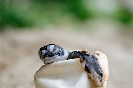 Green turtle hatchling Foto de stock - Sin royalties Premium, Código: 614-00378472