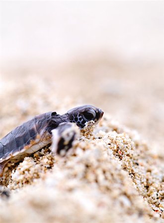 Small turtle on sand Foto de stock - Sin royalties Premium, Código: 614-00378473