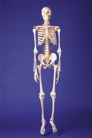 full body skeletal bones - Skeleton Stock Photo - Premium Royalty-Free, Code: 614-00388258