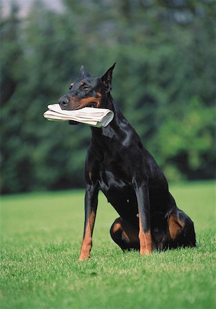 dobermann pinscher - Doberman transportant un journal dans la bouche Photographie de stock - Premium Libres de Droits, Code: 614-00388465