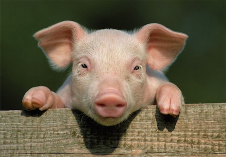 piglet on wood - Piglet Stock Photo - Premium Royalty-Free, Code: 614-00388491