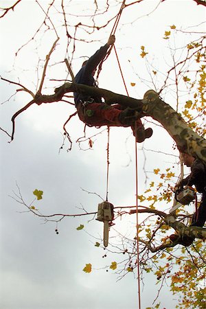 Tree surgeon trimming a tree Stock Photo - Premium Royalty-Free, Code: 614-00383224