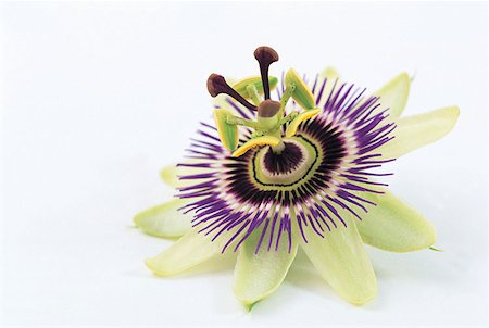 passiflora - Fleur de la passion Photographie de stock - Premium Libres de Droits, Code: 614-00397014