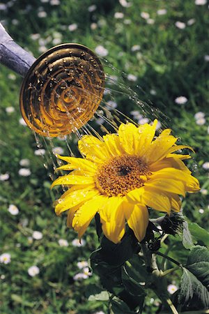 Sunflower Stock Photo - Premium Royalty-Free, Code: 614-00402023