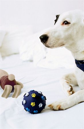 simsearch:614-00599224,k - Dog sitting on bed with toys Stock Photo - Premium Royalty-Free, Code: 614-00599234