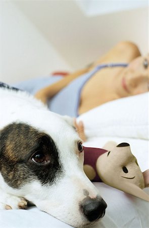 simsearch:614-00656470,k - Chien sur le lit avec jouet et propriétaire Photographie de stock - Premium Libres de Droits, Code: 614-00599231