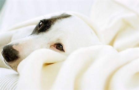 simsearch:614-00599224,k - Dog lying on sofa with blanket Stock Photo - Premium Royalty-Free, Code: 614-00599290