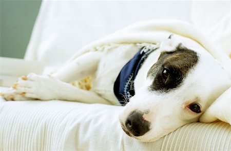 simsearch:614-00599224,k - Dog lying on sofa with blanket Stock Photo - Premium Royalty-Free, Code: 614-00599293
