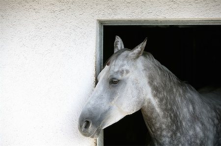 simsearch:614-00602804,k - Un cheval appaloosa gris Photographie de stock - Premium Libres de Droits, Code: 614-00602804