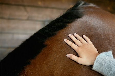 simsearch:614-00602804,k - Personne caresser un cheval Photographie de stock - Premium Libres de Droits, Code: 614-00602806