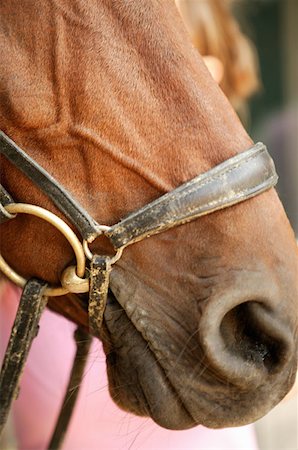 Horses nose and mouth wearing bridle Foto de stock - Sin royalties Premium, Código: 614-00602856