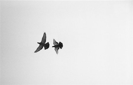 pigeons flying - Birds in flight Stock Photo - Premium Royalty-Free, Code: 614-00657787