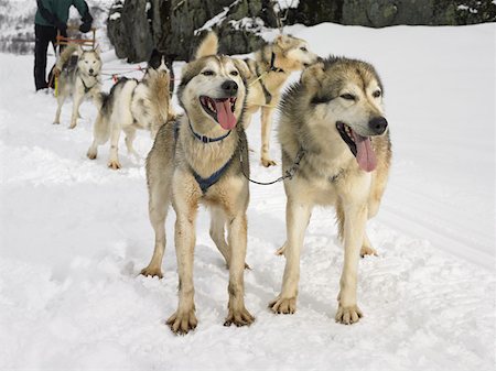 sticking out tongue in snow - Huskies with dog sled Stock Photo - Premium Royalty-Free, Code: 614-00658614