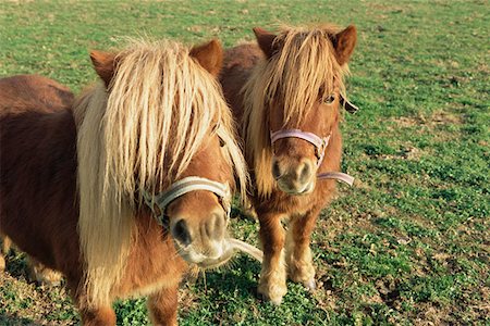shetlandpony - Shetland Ponys Stockbilder - Premium RF Lizenzfrei, Bildnummer: 614-00658719