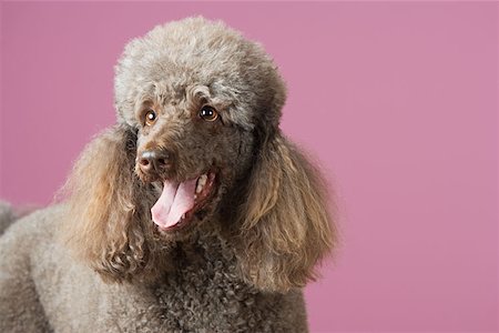 fluffy fur dog - Poodle Stock Photo - Premium Royalty-Free, Code: 614-00776401