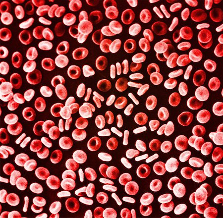 Red blood cells Stock Photo - Premium Royalty-Free, Code: 614-00776603