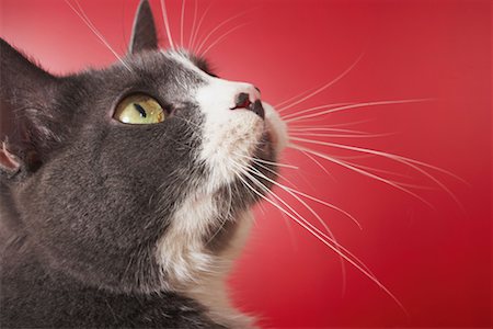 Head of cat looking up Stock Photo - Premium Royalty-Free, Code: 614-00807511