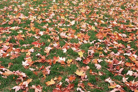 falling leaves background - Autumn leaves on the ground Stock Photo - Premium Royalty-Free, Code: 614-00844365