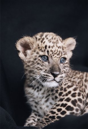 Persian leopard cub Stock Photo - Premium Royalty-Free, Code: 614-00913135