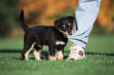 dog biting jeans - Puppy biting someones leg Stock Photo - Premium Royalty-Free, Code: 614-00968371