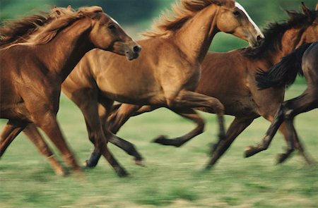 fast running animals - Horses running Stock Photo - Premium Royalty-Free, Code: 614-00968407