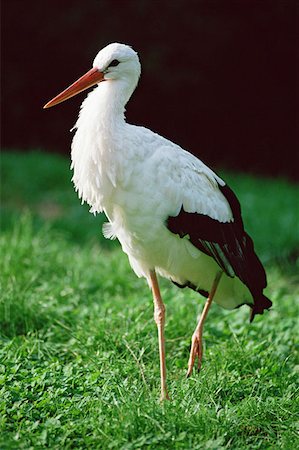 Stork Foto de stock - Sin royalties Premium, Código: 614-00968411