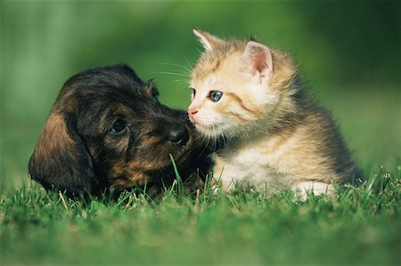 Kitten and puppy on lawn Stock Photo - Premium Royalty-Free, Code: 614-00968447