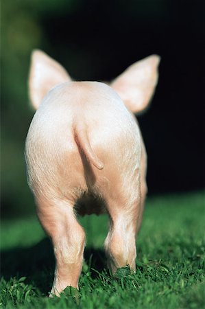 pig back views - Rear view of a running piglet Stock Photo - Premium Royalty-Free, Code: 614-00968464