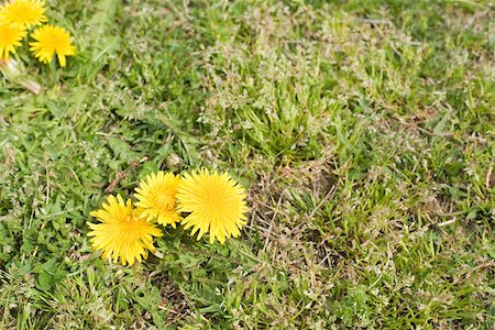 Dandelions amongst grass Stock Photo - Premium Royalty-Free, Code: 614-01027804