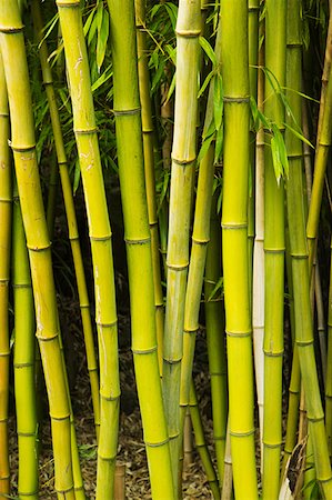 simsearch:614-02258873,k - Plantes de bambou Photographie de stock - Premium Libres de Droits, Code: 614-01070863