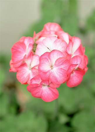 scented geranium - Geranium Stock Photo - Premium Royalty-Free, Code: 614-01088061