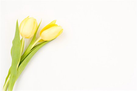 Tulip Stock Photo - Premium Royalty-Free, Code: 614-01177703