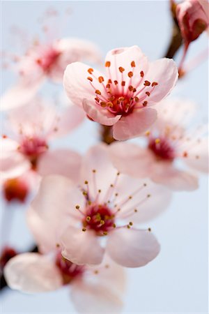Hawthorn blossom Stock Photo - Premium Royalty-Free, Code: 614-01177711
