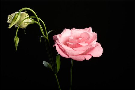 rose in black background images - Eustoma Stock Photo - Premium Royalty-Free, Code: 614-01177722