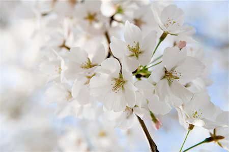 Hawthorn blossom Stock Photo - Premium Royalty-Free, Code: 614-01177723