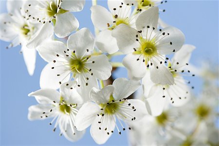 Hawthorn blossom Stock Photo - Premium Royalty-Free, Code: 614-01177766