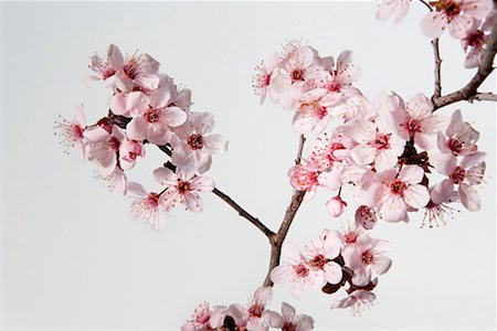 Hawthorn blossom Stock Photo - Premium Royalty-Free, Code: 614-01177771