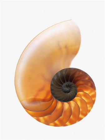 spiral nature - Shell Stock Photo - Premium Royalty-Free, Code: 614-01178653