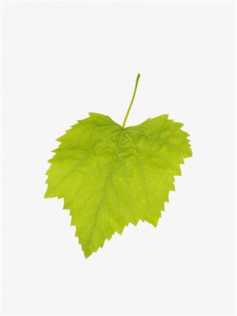 Vine leaf Stock Photo - Premium Royalty-Free, Code: 614-01178683