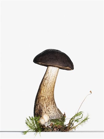poison - Champignon Photographie de stock - Premium Libres de Droits, Code: 614-01178709